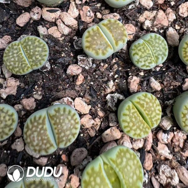 1756131513-1752044092-e201.jpg Lithops Limelight - Image 1