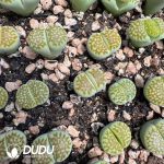 Lithops Limelight - Image 2