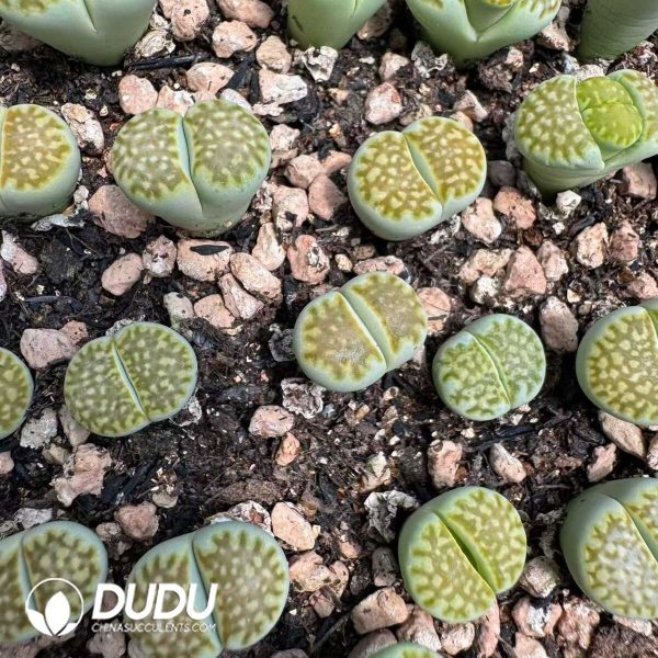 Lithops Limelight - Image 2