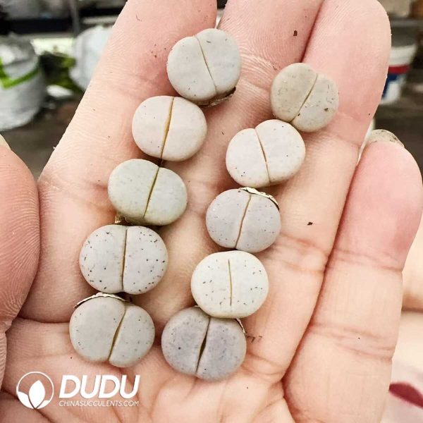 Lithops Bai Qu - Image 2