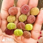 Lithops A Single Arrow Away Colorful Set