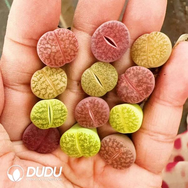 Lithops A Single Arrow Away Colorful Set - Image 1