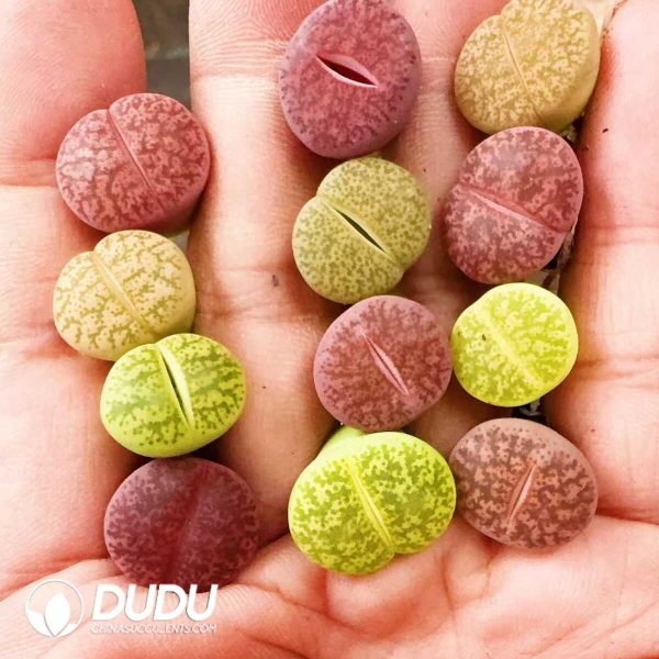 Lithops A Single Arrow Away Colorful Set - Image 2