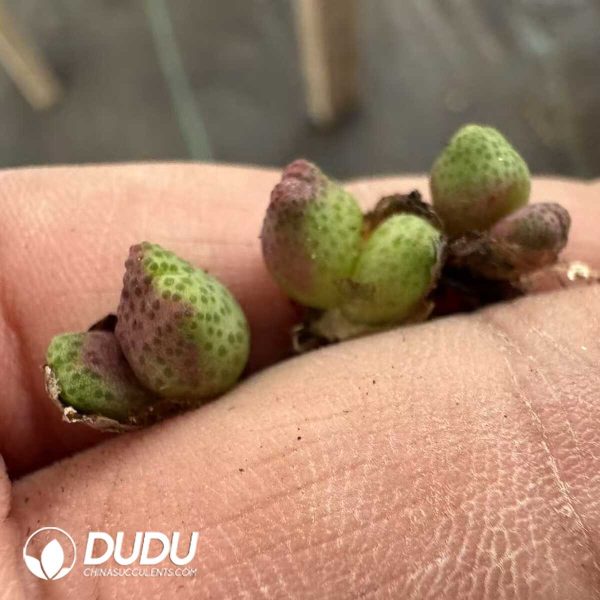 1756131522-1752044107-e201.jpg Conophytum Marginatum Karamoepense(2-3 Heads) - Image 1