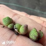 Conophytum Marginatum Karamoepense(2-3 Heads) - Image 2