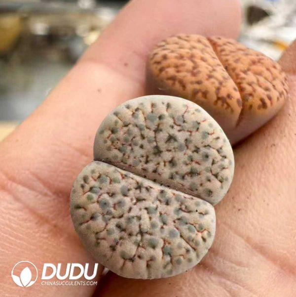 Lithops Fulviceps V. Fulviceps C170 - Image 1