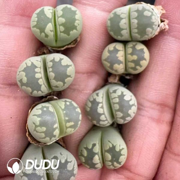 Lithops Otzeniana 'Aquamarine' - Image 1