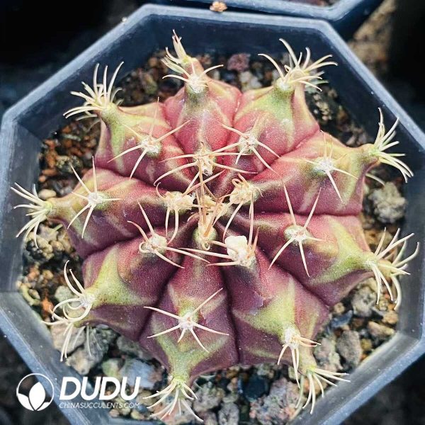 1756131535-1752471222-e201.jpg Cactus Gymnocalycium Geometrical Mihanovichii - Image 1