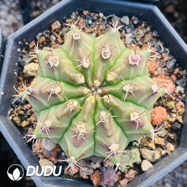 1756131536-1752471226-e202.jpg Cactus Gymnocalycium Geometrical Mihanovichii - Image 2