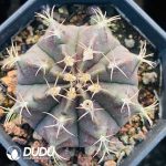 Cactus Gymnocalycium Geometrical Mihanovichii - Image 3