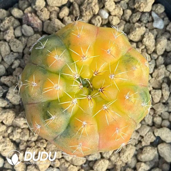 1756131539-1752471230-e201.jpg Cactus Gymnocalycium Stellatum v. Kleinianum - Image 1