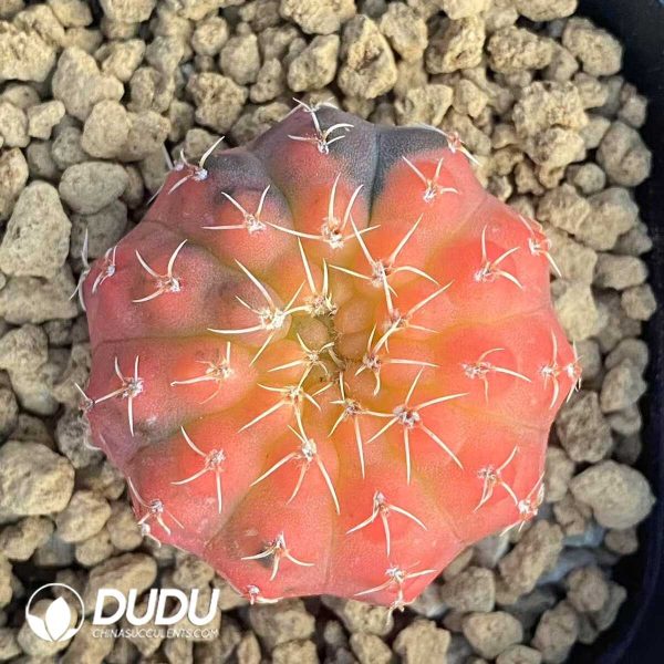 1756131541-1752471234-e202.jpg Cactus Gymnocalycium Stellatum v. Kleinianum - Image 2