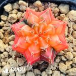 Cactus Gymnocalycium Crystal Mihanovichii Variegated