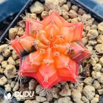 Cactus Gymnocalycium Crystal Mihanovichii Variegated - Image 2