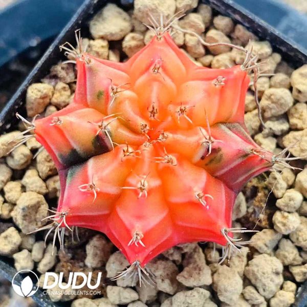 Cactus Gymnocalycium Crystal Mihanovichii Variegated - Image 2