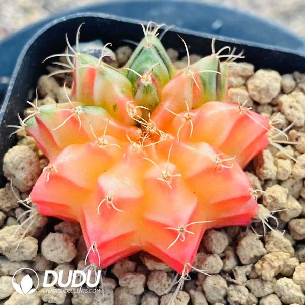 Cactus Gymnocalycium Crystal Mihanovichii Variegated - Image 3