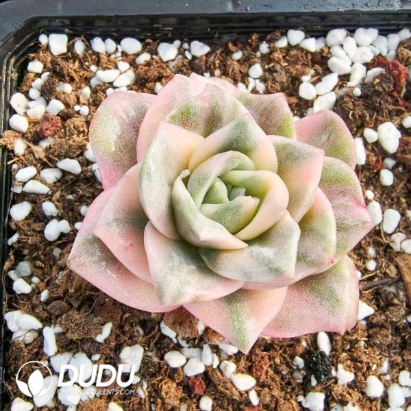 1756131549-1752556354-e201.jpg Echeveria Lovely Rose Colorful Variegated - Image 1