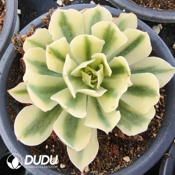 1756131550-1752556358-e201.jpg Echeveria Tsunami Variegated - Image 1