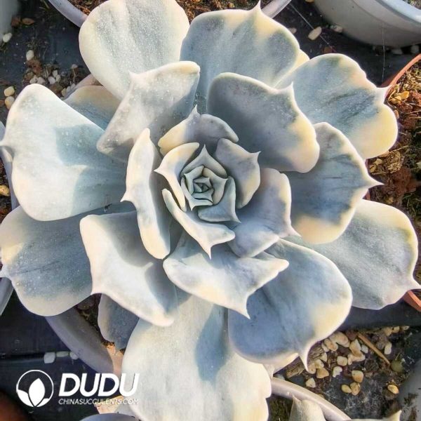 Echeveria Lilacina Variegated - Image 1