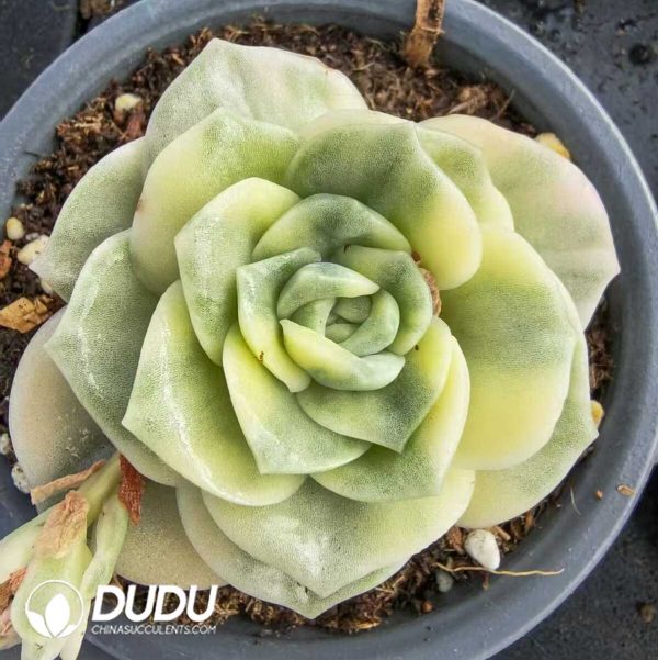 1756131556-1752556368-e201.jpg Echeveria Lovely Rose White Marginata Variegated - Image 1