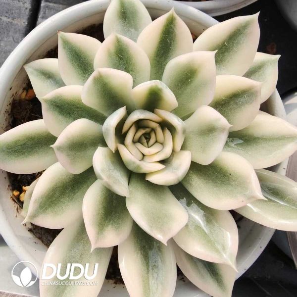 Echeveria Moon Fairy Variegated - Image 1
