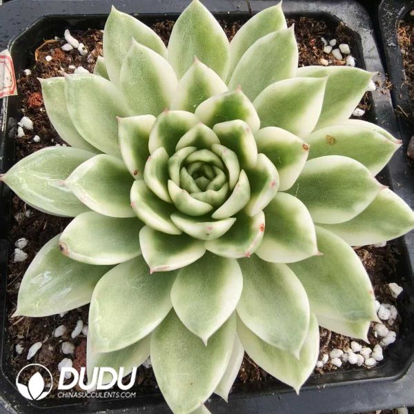 1756131559-1752556376-e201.jpg Echeveria Marble Variegated - Image 1