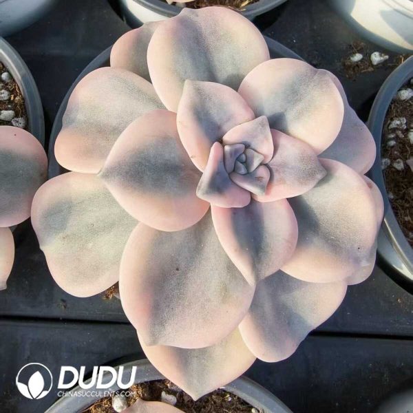Graptopetalum Pink Purple Delight Variegated - Image 1