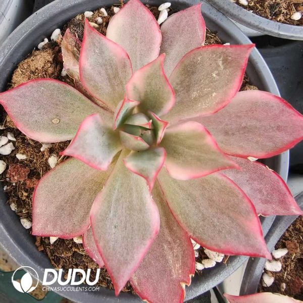 1756131563-1752556382-e201.jpg Echeveria Huolian Variegated - Image 1