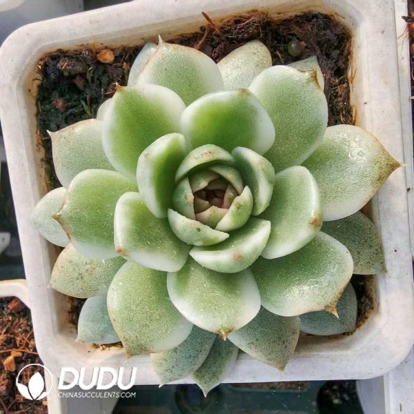 1756131565-1752556385-e201.jpg Echeveria Black Crystal - Image 1