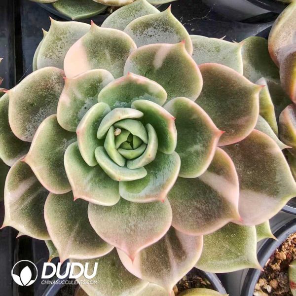 1756131566-1752556388-e201.jpg Echeveria Lake Baikal Variegated - Image 1