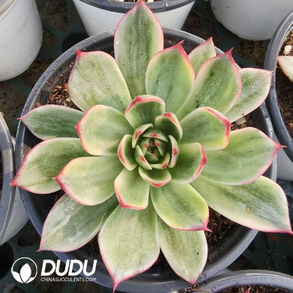 1756131568-1752556391-e201.jpg Echeveria peach variegated - Image 1