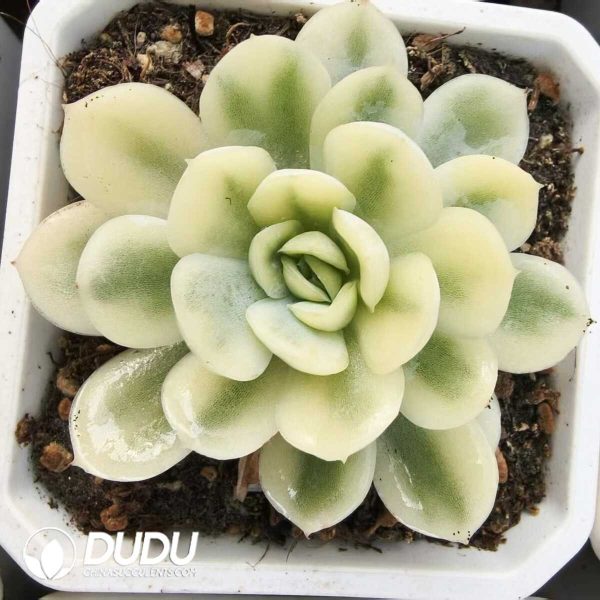 1756131570-1752556394-e201.jpg Echeveria Strawberry Ice variegated - Image 1