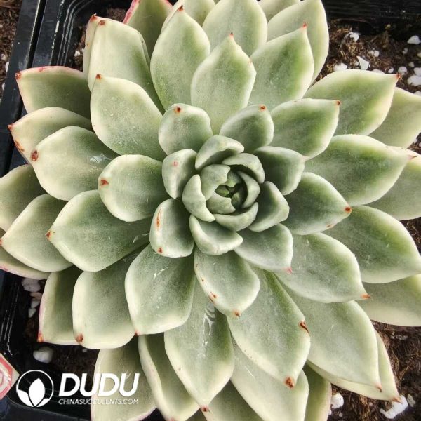 Echeveria chroma variegated - Image 1