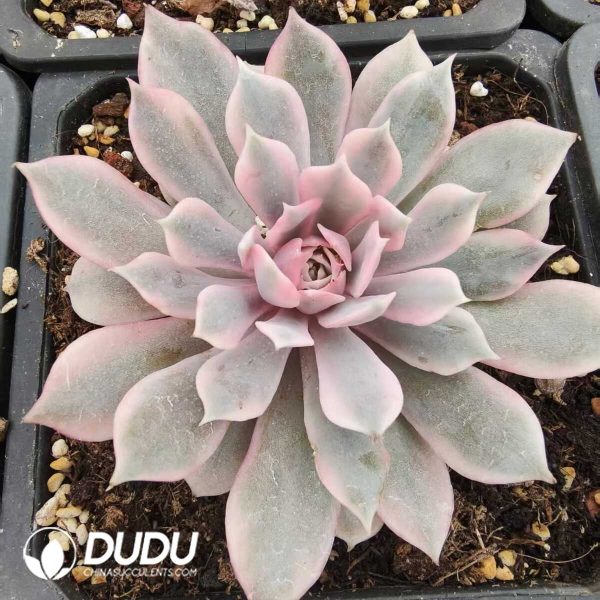 1756131574-1752556404-e201.jpg Echeveria Lola variegated - Image 1