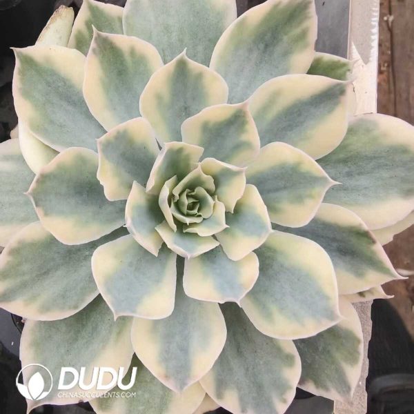 Echeveria Pik variegated - Image 1