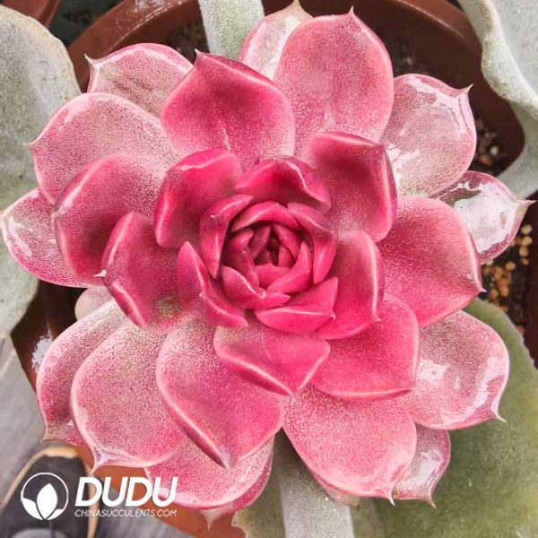 Echeveria Forbidden City variegated (Grafted) - Image 1
