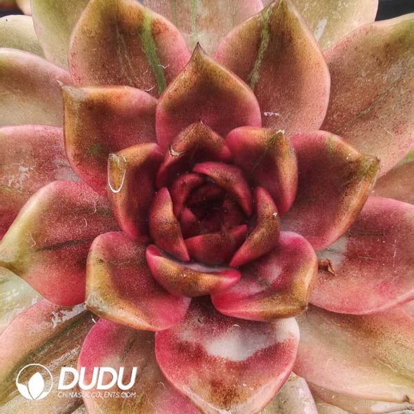 Echeveria variegated - Image 1