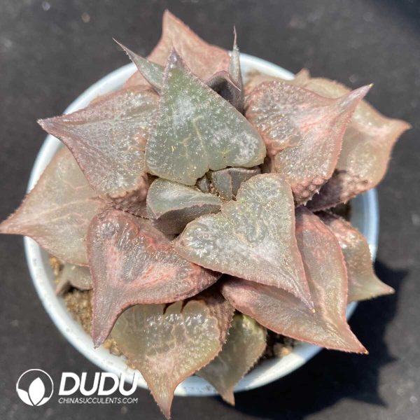 1756131581-1752735111-e201.jpg Haworthia Shuten-doji - Image 1