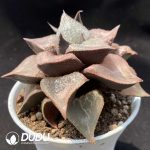 Haworthia Shuten-doji - Image 2