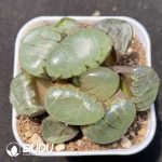 Haworthia Crystal Grape