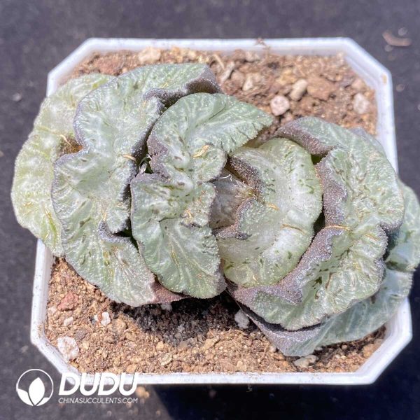 Haworthia Wu Zetian - Image 1