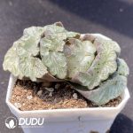 Haworthia Wu Zetian - Image 2