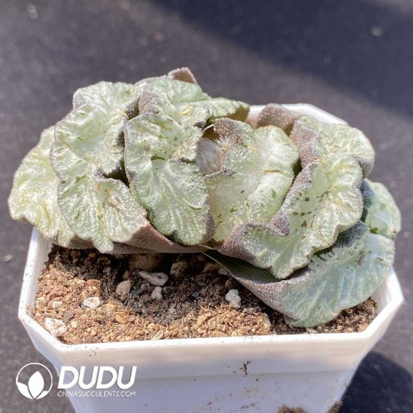 Haworthia Wu Zetian - Image 2