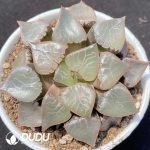Haworthia Fireball