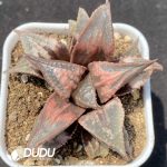 Haworthia Tenyo