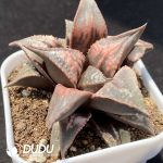 Haworthia Tenyo - Image 2