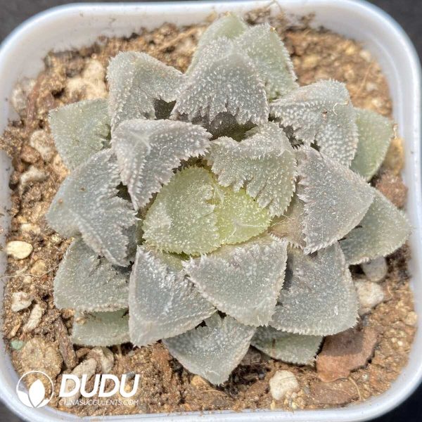 Haworthia cv. Hakutei-jyo Full Window - Image 1