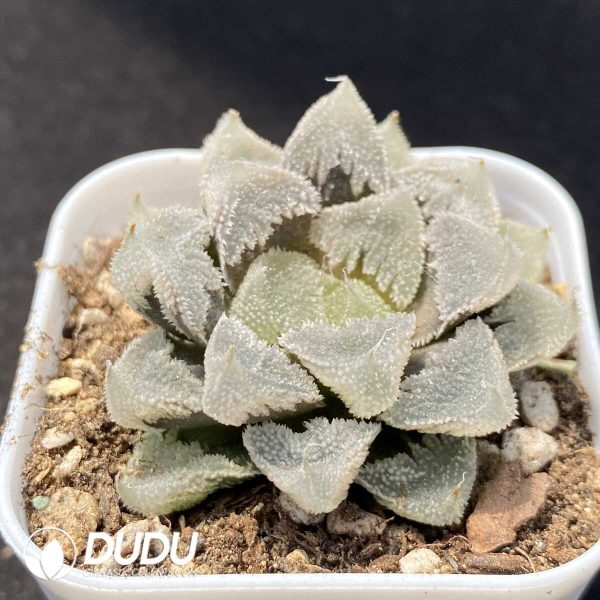 Haworthia cv. Hakutei-jyo Full Window - Image 2