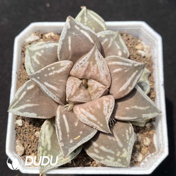 Haworthia Dojaku-dai - Image 1