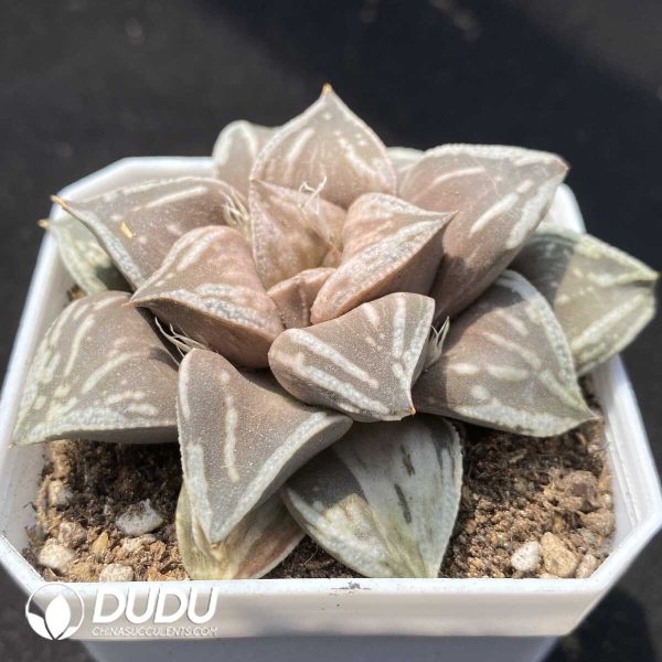 Haworthia Dojaku-dai - Image 2
